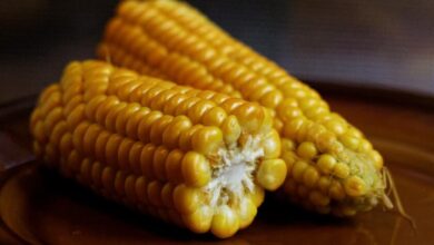 Photo of «Mazorcas de maíz: Cómo cocinarlas en el microondas en pocos minutos»