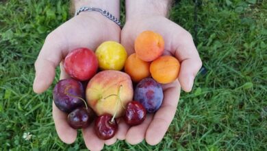 Photo of «Las mejores frutas del verano para disfrutar: 47 recetas con ciruelas, Paraguayo y otras 11 variedades»