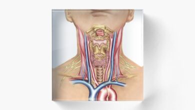 Photo of «Anatomía del hombro: animación en 3D con explicación detallada»