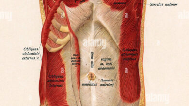 Photo of «Los principales músculos de la respiración humana: guía completa»